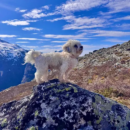 Проживание в семье Trollveggen